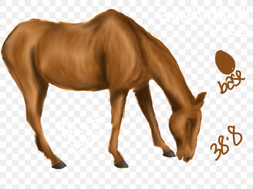 Mane Mustang Foal Colt Stallion, PNG, 1600x1200px, Mane, Bridle, Colt, Foal, Halter Download Free