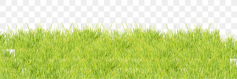 Vetiver Lawn Meadow Wheatgrass Green, PNG, 1500x500px, Vetiver, Chrysopogon, Chrysopogon Zizanioides, Grass, Grass Family Download Free