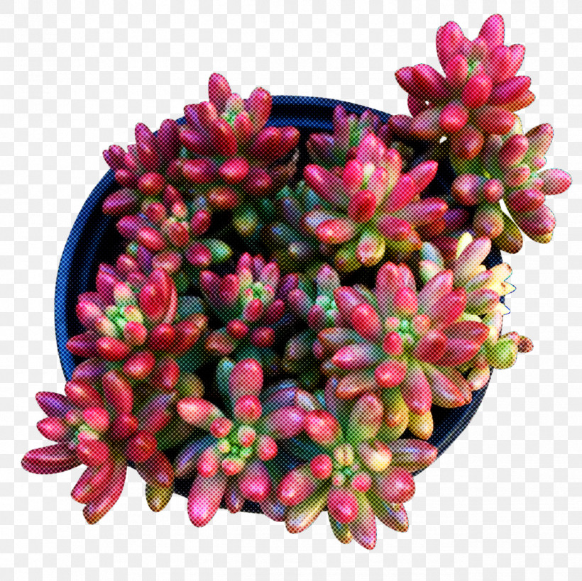 Flower Pink Plant Magenta Succulent Plant, PNG, 1274x1273px, Flower, Daphne, Magenta, Pachyphytum, Petal Download Free