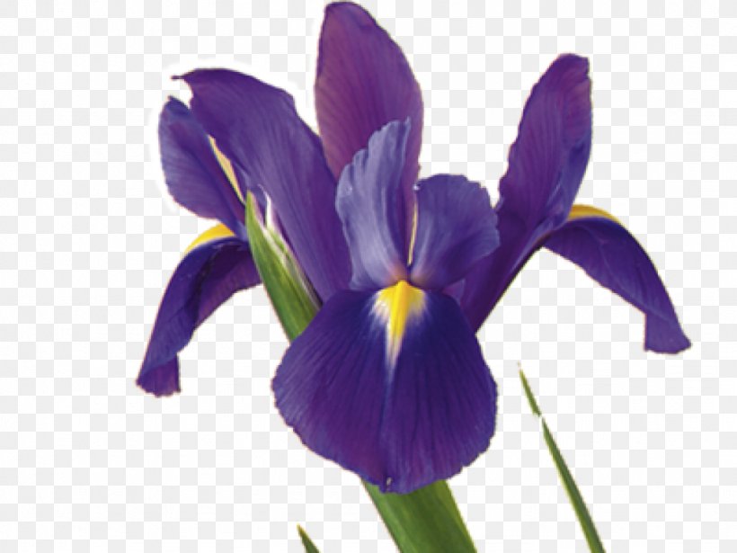 Iris Flower Data Set Plant Symbolism Iris Versicolor, PNG, 1024x768px, Flower, Fact, Flowering Plant, Gladiolus, Iris Download Free