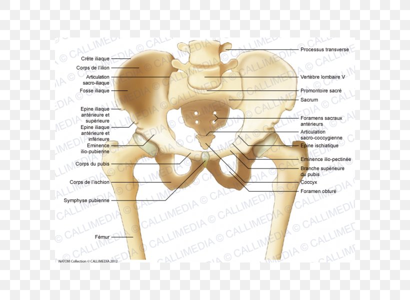 Pelvis Iliopubic Eminence Bone Anatomy Ilium, PNG, 600x600px, Watercolor, Cartoon, Flower, Frame, Heart Download Free