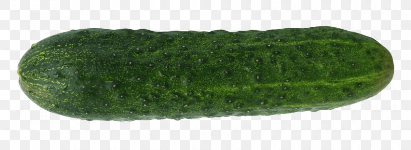 Pickled Cucumber Green, PNG, 850x310px, Cucumber, Cucumber Gourd And Melon Family, Cucumis, Gherkin, Gourd Order Download Free