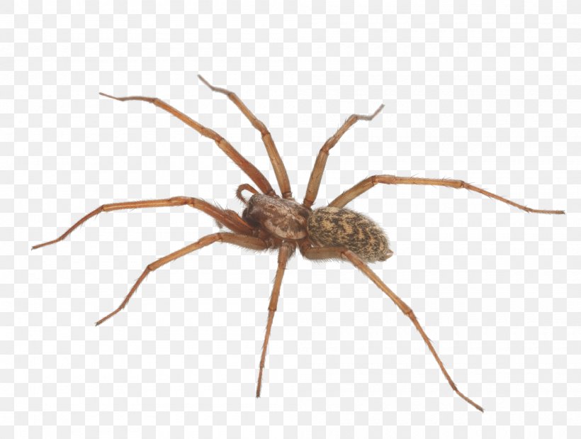 Spiders And Scorpions Wolf Spider Pest Control Brown Recluse Spider Beneficial Insects, PNG, 2000x1512px, Wolf Spider, Arachnid, Araneus, Araneus Cavaticus, Arthropod Download Free
