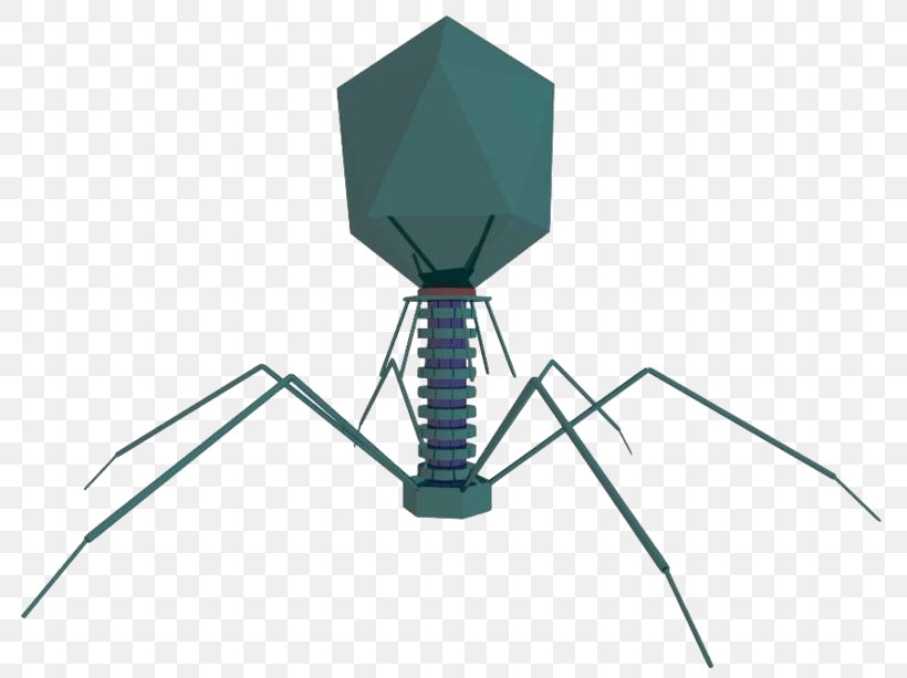 Tobacco Mosaic Virus Bacteriophage Computer Virus Cell, PNG, 800x613px, Virus, Adenoviridae, Bacteriophage, Cell, Computer Download Free