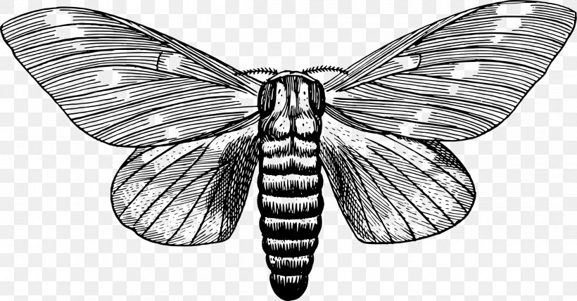 Butterfly Moth Insect Clip Art, PNG, 2400x1254px, Butterfly, Arthropod, Black And White, Brush Footed Butterfly, Butterflies And Moths Download Free