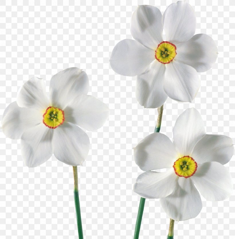 Daffodil Flower Clip Art, PNG, 1261x1280px, Daffodil, Amaryllidaceae, Amaryllis Family, Bulb, Cut Flowers Download Free