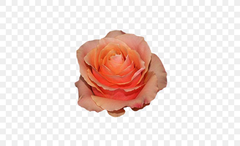Garden Roses Cabbage Rose Floribunda Ecuador Flower, PNG, 500x500px, Garden Roses, Cabbage Rose, Carpe Diem, Container Garden, Cut Flowers Download Free