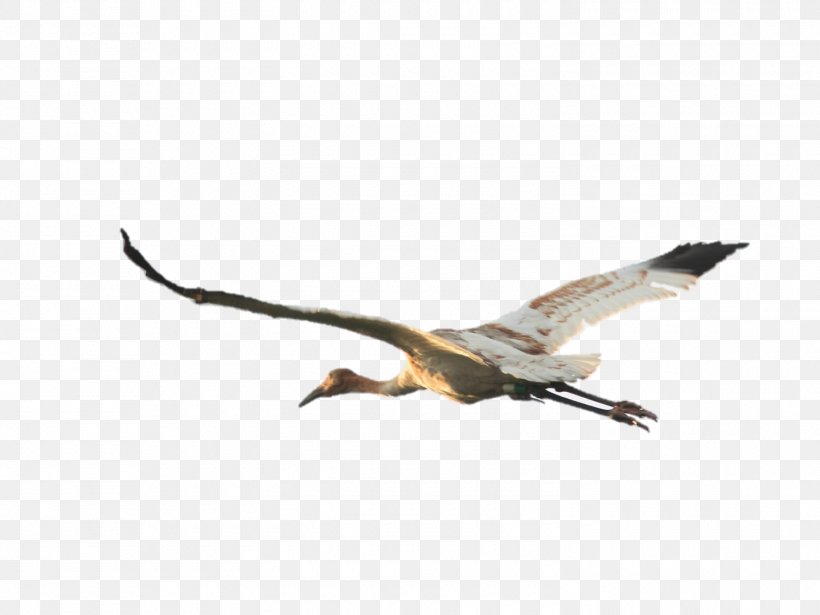 International Crane Foundation Bird Whooping Crane Sandhill Crane, PNG, 1500x1125px, Crane, Accipitriformes, Beak, Bird, Bird Of Prey Download Free