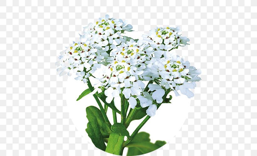 Annual Candytuft Iberogast Therapy Pharmaceutical Drug Health, PNG, 500x500px, Watercolor, Cartoon, Flower, Frame, Heart Download Free