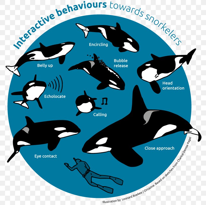 Dolphin Killer Whale Clip Art Photography, PNG, 800x817px, Dolphin, Acoustics, Behavior, Biology, Culture Download Free