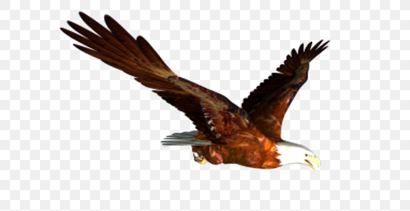 Bald Eagle Flight Bird Clip Art, PNG, 600x422px, Bald Eagle, Accipitriformes, Beak, Bird, Bird Of Prey Download Free