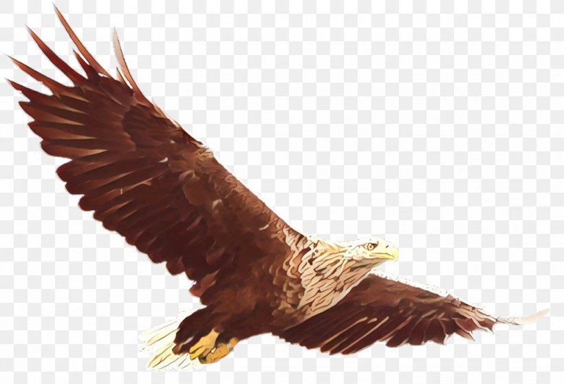 Bird Bird Of Prey Golden Eagle Accipitridae Eagle, PNG, 1024x697px, Cartoon, Accipitridae, Bald Eagle, Beak, Bird Download Free