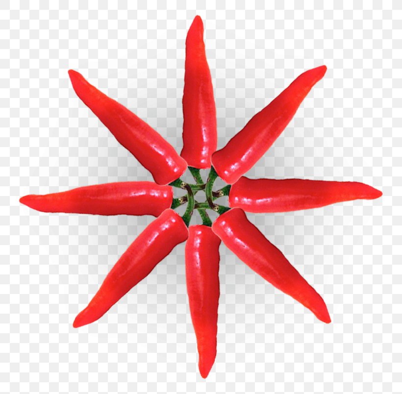 Drawing Christmas Star Paper Color, PNG, 803x804px, Drawing, Art, Bell Peppers And Chili Peppers, Cayenne Pepper, Chili Pepper Download Free