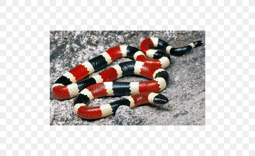 Kingsnakes Sonoran Desert Coral Snake Elapidae, PNG, 500x500px, Kingsnakes, Coluber, Colubridae, Coral Snake, Elapidae Download Free