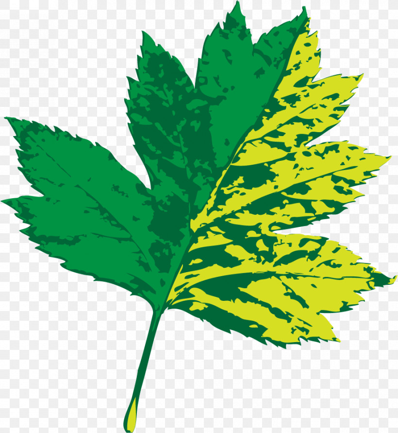 Leaf Plant Stem M-tree Line Tree, PNG, 916x996px, Leaf, Biology, Line, Mtree, Plant Stem Download Free