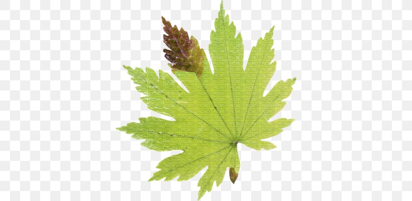 Maple Leaf Autumn Leaves Drawing, PNG, 360x400px, Leaf, Autumn, Autumn Leaf Color, Autumn Leaves, Bladnerv Download Free