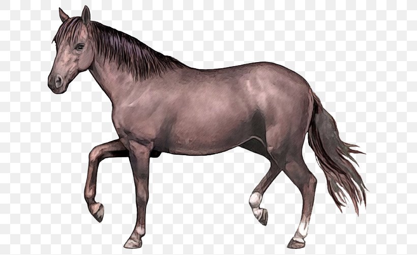Narragansett Pacer Tennessee Walking Horse Standardbred Missouri Fox Trotter Canadian Pacer, PNG, 650x501px, Narragansett Pacer, American Saddlebred, Bit, Breed, Colt Download Free
