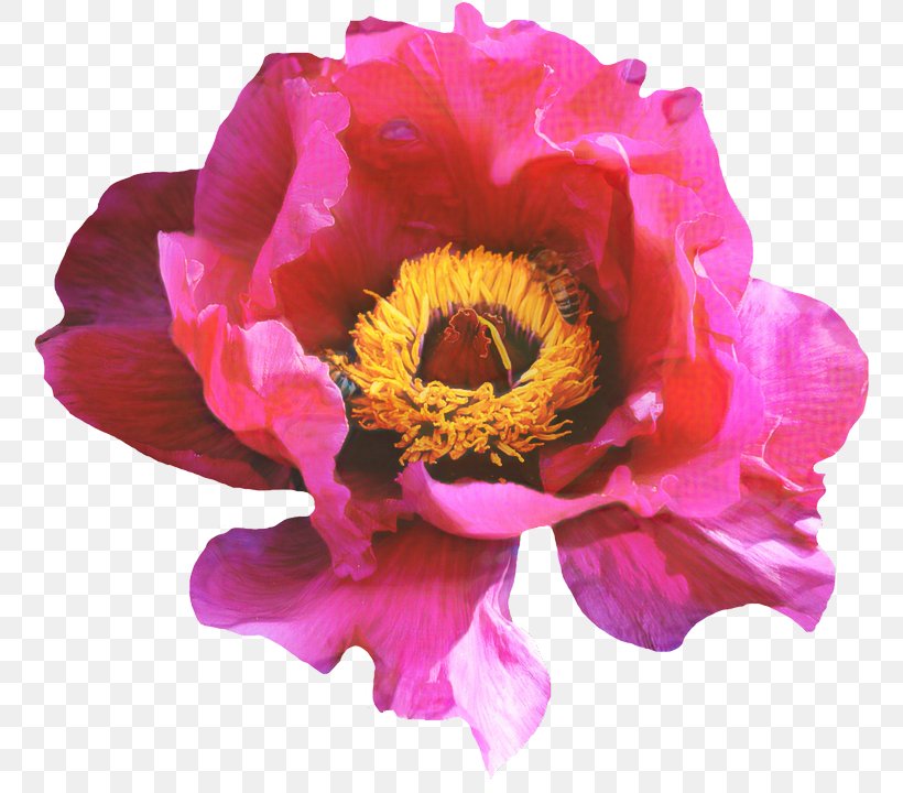 Rose Flower Blossom Peony Pink, PNG, 763x720px, Rose, Anemone, Annual Plant, Artificial Flower, Blossom Download Free