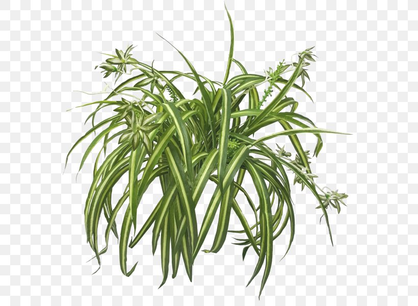 Chlorophytum Comosum NASA Clean Air Study Houseplant Leaf, PNG, 800x600px, Chlorophytum Comosum, Aquatic Plants, Commodity, Fern, Grass Download Free