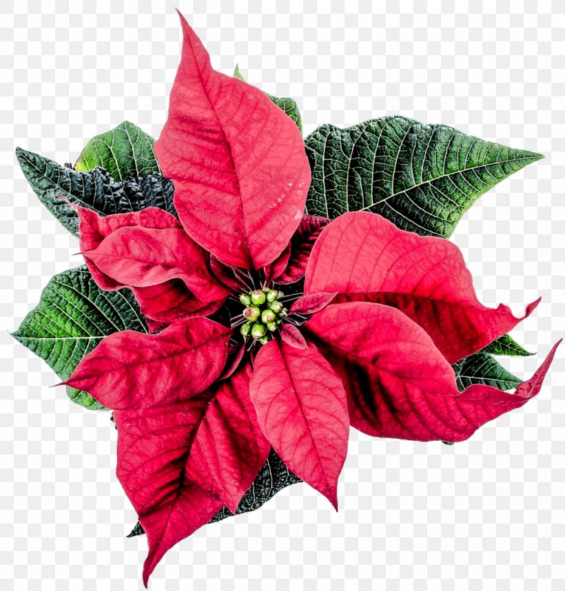Flower Poinsettia, PNG, 1250x1309px, Flower, Christmas, Christmas Decoration, Christmas Lights, Christmas Plants Download Free