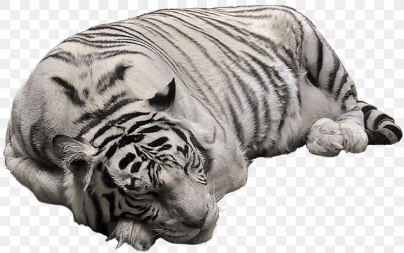 Bengal Tiger Polar Bear White Tiger Clip Art, PNG, 1474x927px, Bengal Tiger, Animal, Big Cats, Black Tiger, Carnivoran Download Free