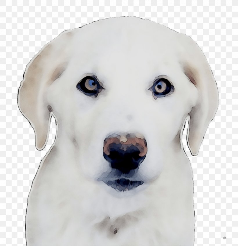 Labrador Retriever Akbash Puppy Dog Breed Companion Dog, PNG, 1043x1078px, Labrador Retriever, Akbash, Akbash Dog, Breed, Canidae Download Free