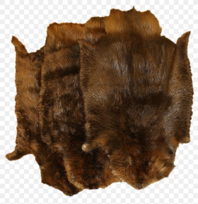 Fur Muskrat Canidae Biberfell Coypu, PNG, 960x989px, Fur, Beaver, Beaver Dam, Biberfell, Canidae Download Free