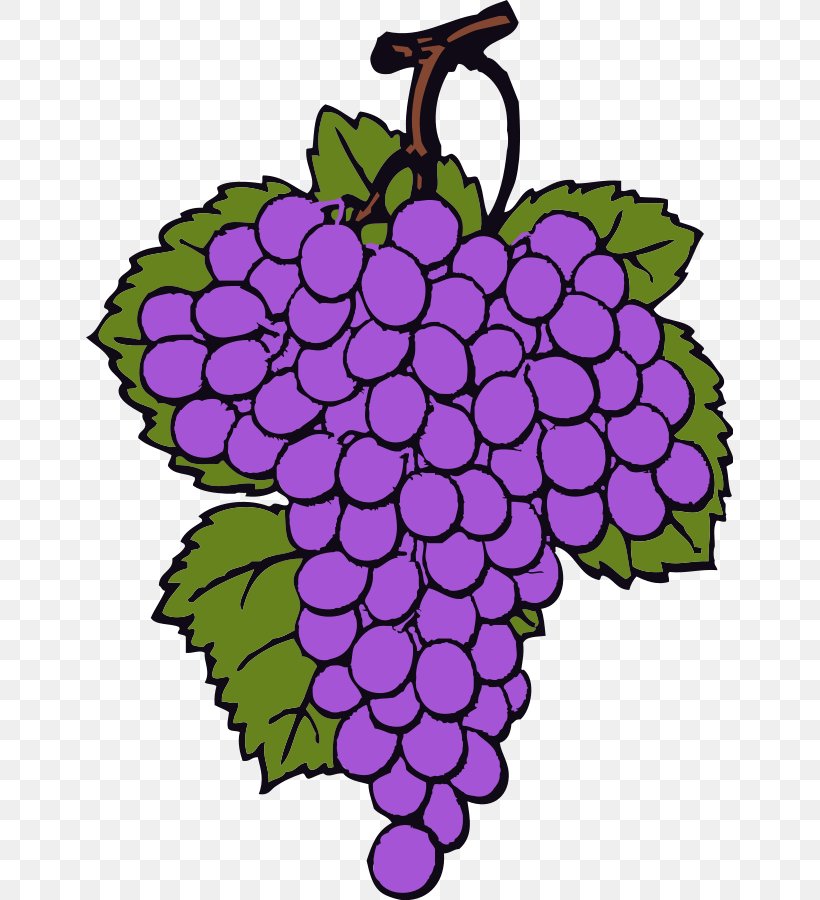 Wine Common Grape Vine Clip Art, PNG, 647x900px, Wine, Animation, Art, Common Grape Vine, Creative Arts Download Free