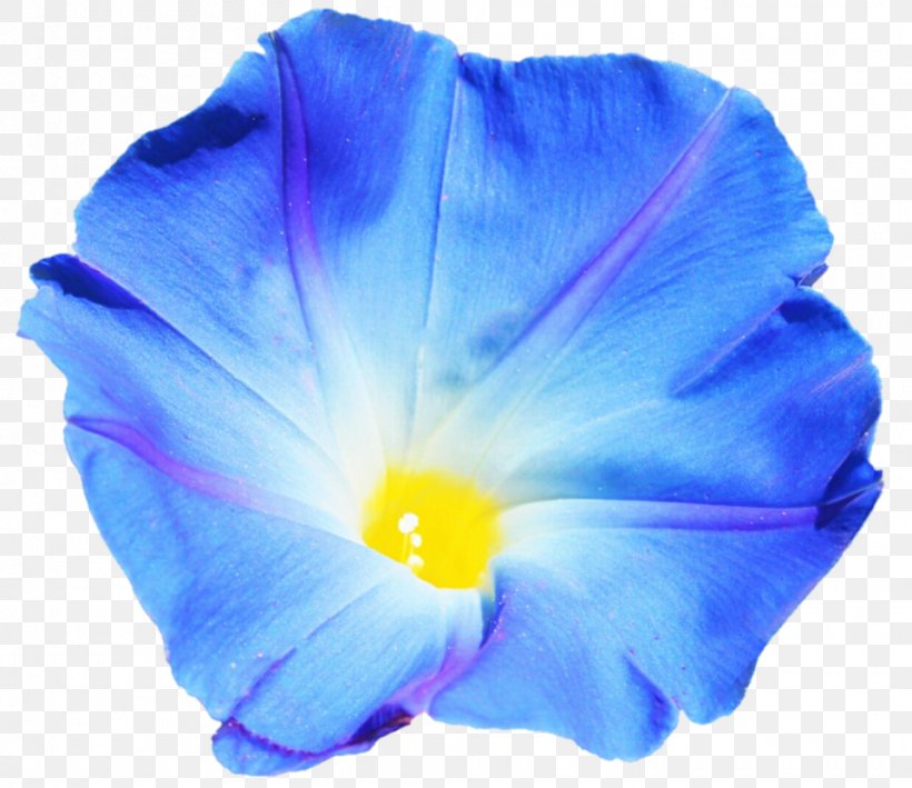 Beach Moonflower Blue Dawn Flower Morning Glory Violet, PNG, 960x831px, Beach Moonflower, Blue, Blue Dawn Flower, Cobalt Blue, Deviantart Download Free