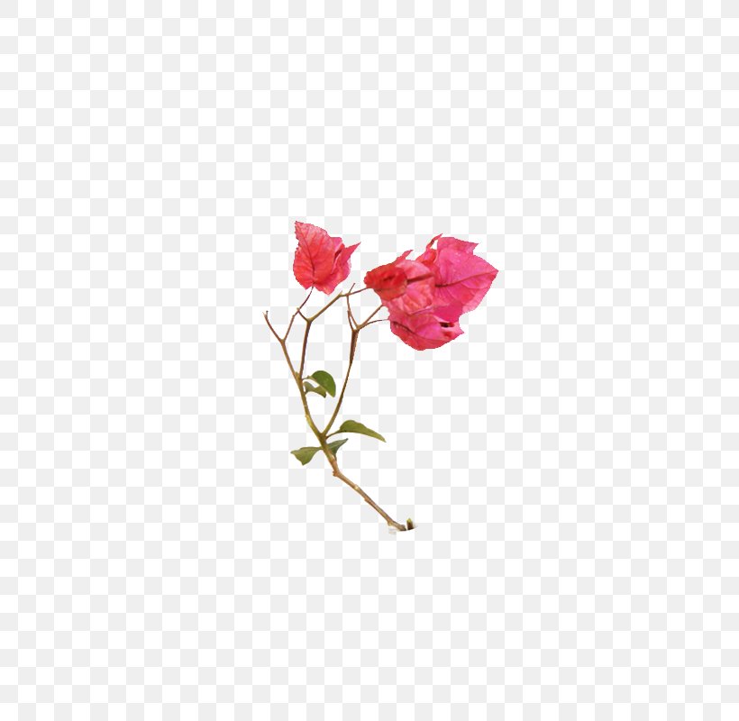 Bougainvillea Spectabilis Flower Bougainvillea Glabra Petal Bud, PNG, 800x800px, Bougainvillea Spectabilis, Bougainvillea, Bougainvillea Glabra, Bud, Carnation Download Free