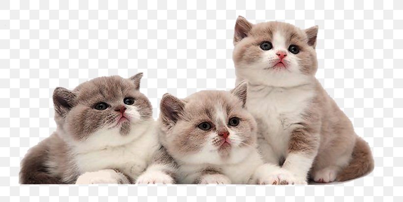 Cat Kitten Orijen, PNG, 800x412px, 2015, 2016, 2017, 2018, Cat Download Free