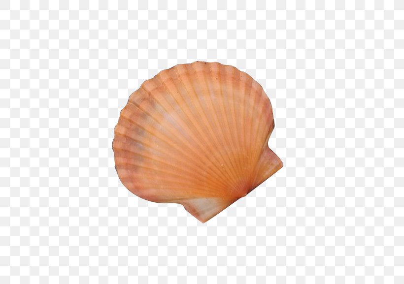 Cockle Seashell Download Conchology, PNG, 504x577px, Cockle, Clams Oysters Mussels And Scallops, Conch, Conchology, Google Images Download Free