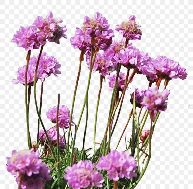 Flower PhotoScape Plant, PNG, 798x800px, Flower, Cut Flowers, Deviantart, English Lavender, Flowering Plant Download Free