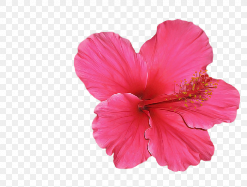 Petal Flower Pink Hawaiian Hibiscus Hibiscus, PNG, 1024x778px, Petal, Chinese Hibiscus, Flower, Hawaiian Hibiscus, Hibiscus Download Free
