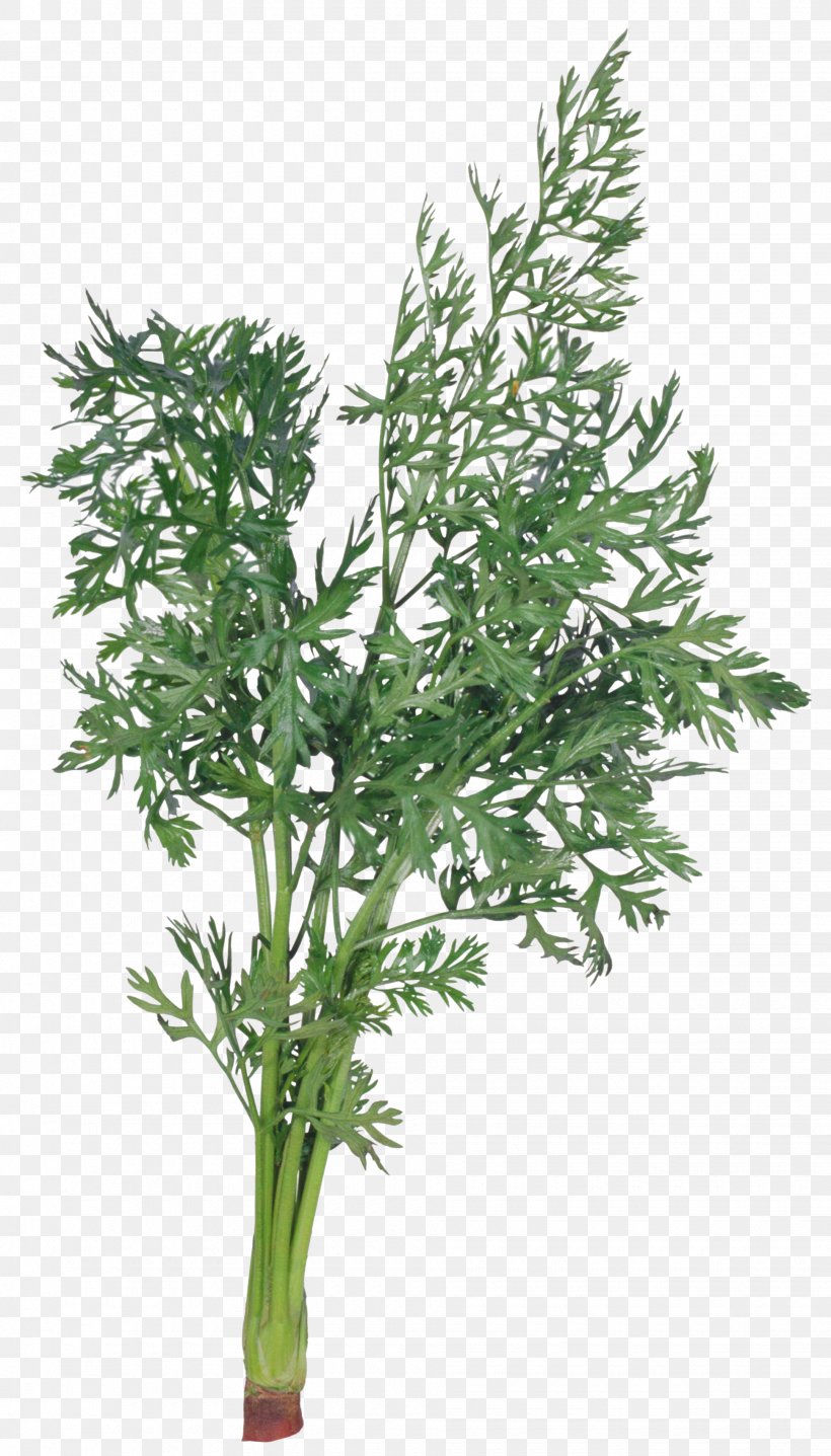 Bargli Sabzavotlar Dill Herb Parsley Salad, PNG, 1940x3400px, Bargli Sabzavotlar, Allspice, Branch, Cabbage, Carrot Download Free