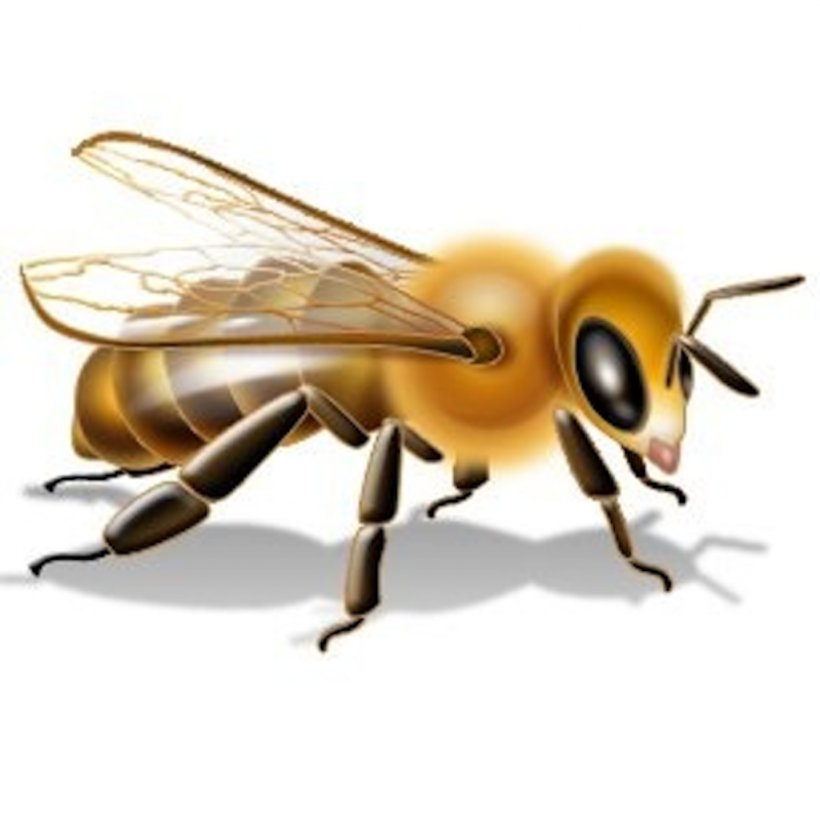 Bee Insecticide Pesticide Label Neonicotinoid, PNG, 1024x1024px, Bee, Arthropod, Beehive, Hazard Symbol, Honey Bee Download Free