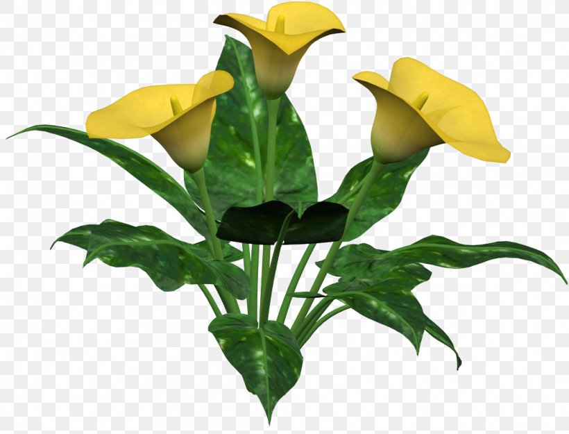 Calla Arum Lilies Cut Flowers, PNG, 1043x796px, Calla, Alismatales, Arum, Arum Lilies, Arumlily Download Free