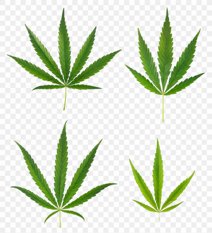 Cannabis Sativa Marijuana Cannabis Ruderalis Leaf, PNG, 910x1000px, Cannabis Sativa, Cannabis, Cannabis Ruderalis, Flowering Plant, Hemp Download Free