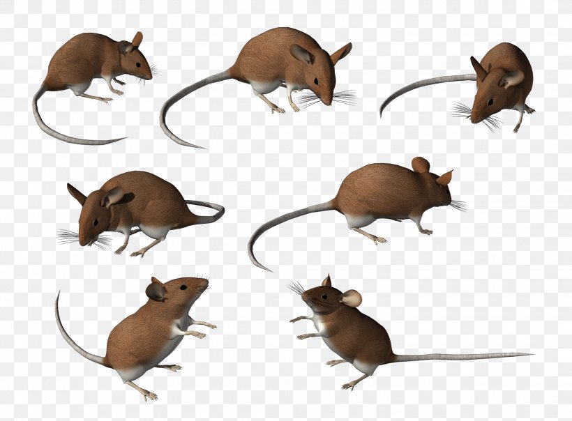 Computer Mouse, PNG, 2243x1654px, Computer Mouse, Carnivoran, Computer, Computer Animation, Degu Download Free