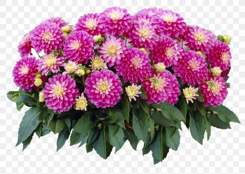 Flower Garden Bulb Seed Flowering Plant, PNG, 1280x911px, Flower, Annual Plant, Aster, Bulb, Chrysanths Download Free