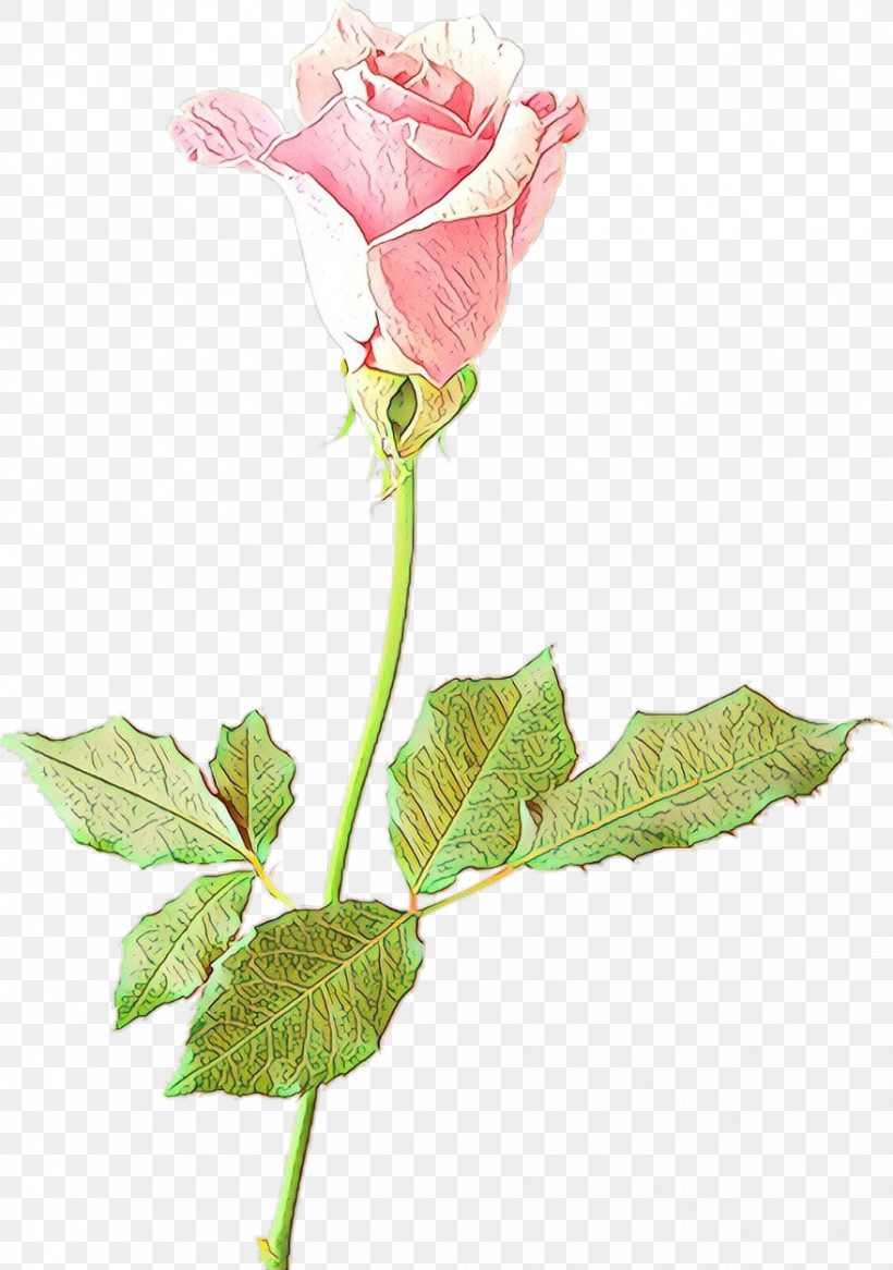 Garden Roses, PNG, 879x1250px, Flower, Garden Roses, Leaf, Petal, Pink Download Free
