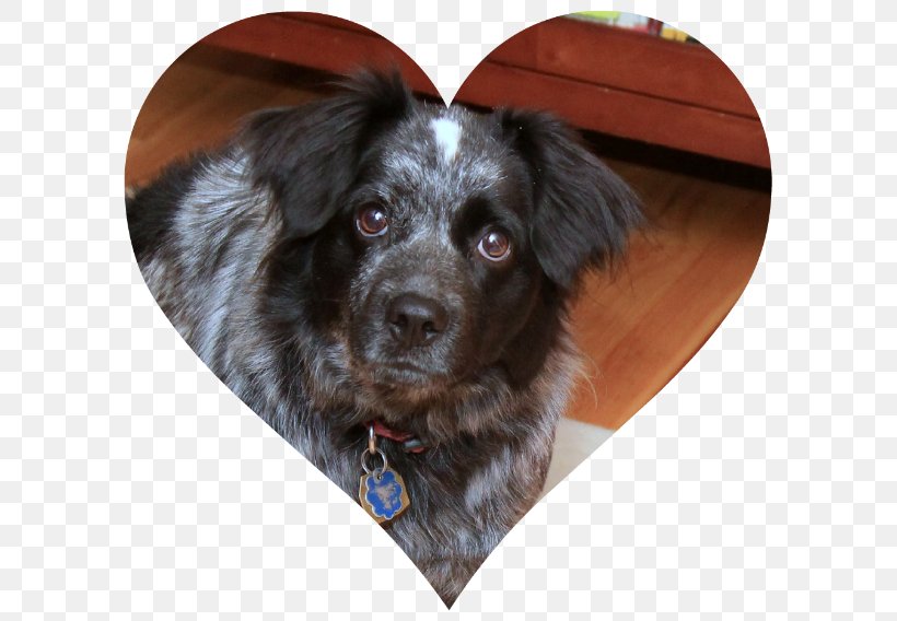 Stabyhoun Puppy Rare Breed (dog) Dog Breed Companion Dog, PNG, 600x568px, Stabyhoun, Breed, Carnivoran, Companion Dog, Crossbreed Download Free