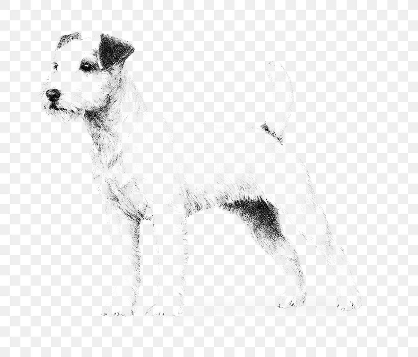 Wire Hair Fox Terrier Lakeland Terrier Parson Russell Terrier Puppy Rare Breed (dog), PNG, 700x700px, Wire Hair Fox Terrier, Black And White, Breed, Carnivoran, Companion Dog Download Free