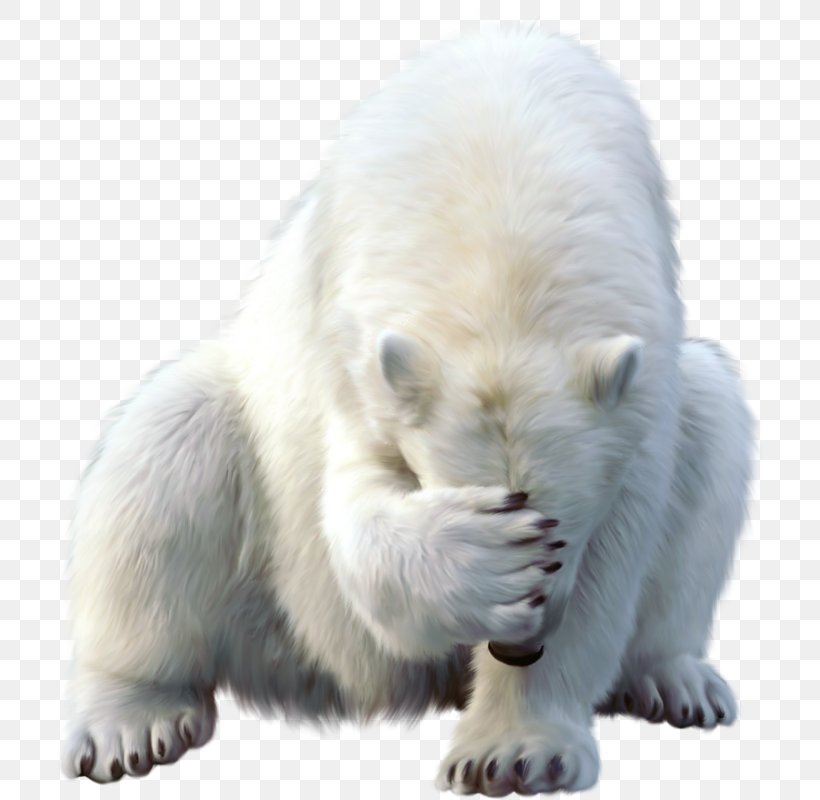 Polar Bear Walrus Animal North Pole, PNG, 716x800px, Polar Bear, Animal, Bear, Burrow, Carnivora Download Free
