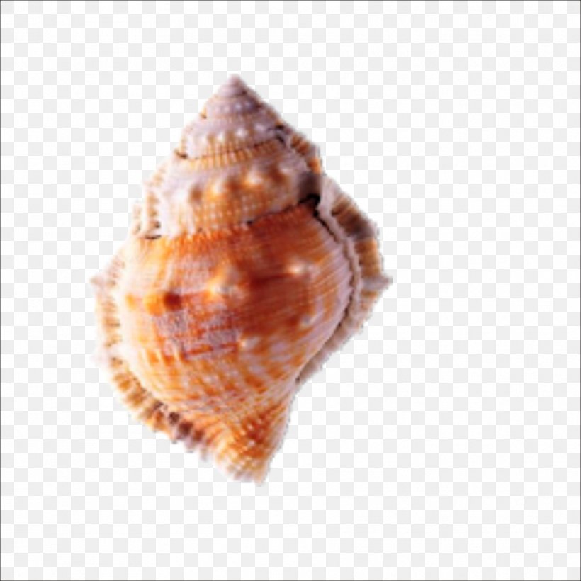 Seashell Conch, PNG, 1773x1773px, Seashell, Chart, Clam, Clams Oysters Mussels And Scallops, Cockle Download Free