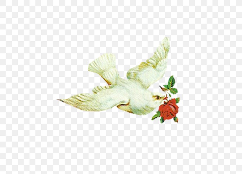 Columbidae Bird Icon, PNG, 600x590px, Columbidae, Advertising, Beak, Bird, Flower Download Free