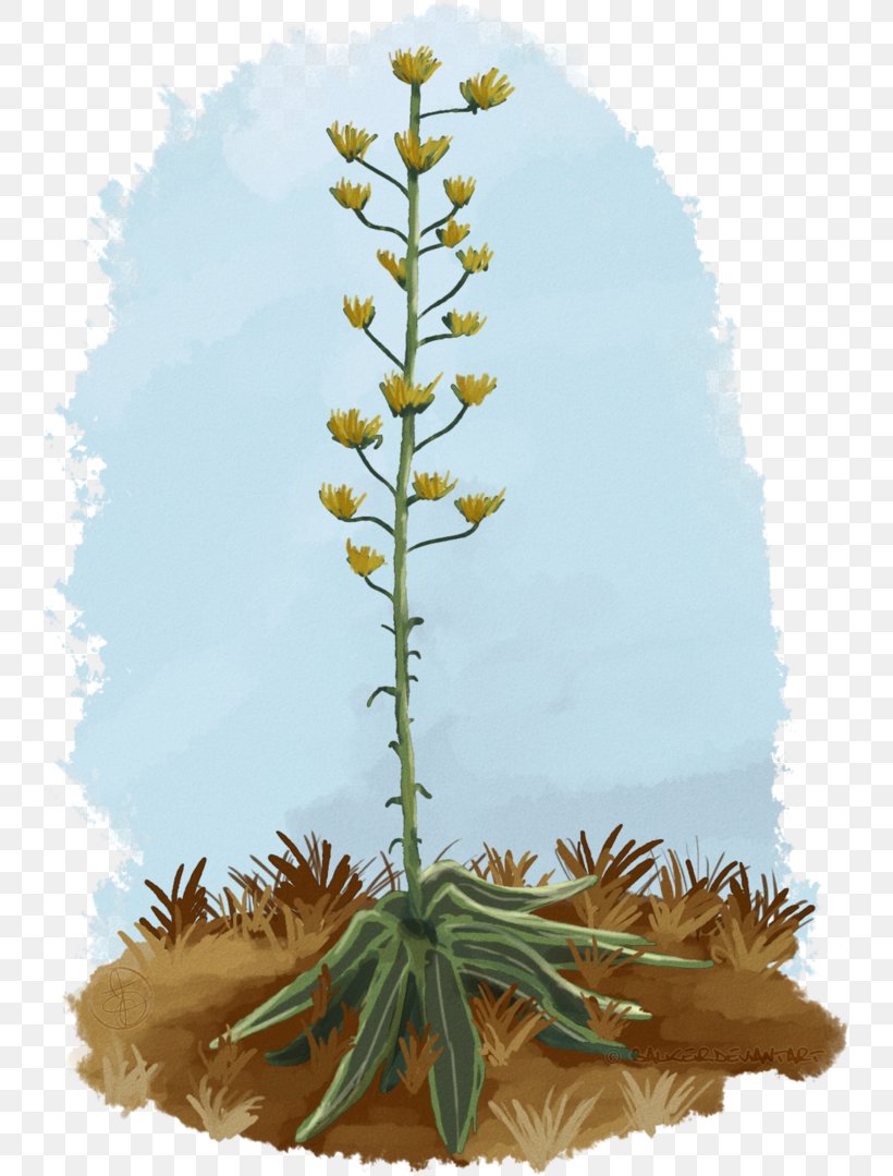 Agave Plant Stem Pine INAV DBX MSCI AC WORLD SF Flower, PNG, 741x1079px, Agave, Flower, Flowering Plant, Inav Dbx Msci Ac World Sf, Pine Download Free
