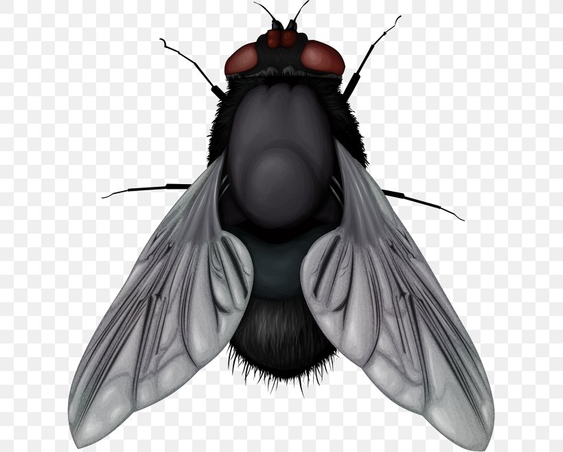 Fly Clip Art, PNG, 623x658px, Insect, Arthropod, Display Resolution, Fictional Character, Fly Download Free