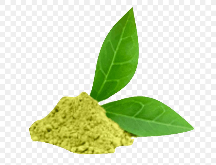 Green Tea Matcha Oolong Tea Plant, PNG, 800x626px, Green Tea, Catechin, Drink, Epigallocatechin Gallate, Extract Download Free