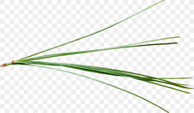 Angle, PNG, 1800x1050px, Grass Family, Grass, Green Download Free